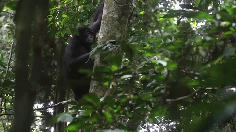 Wild Bonobo on tree Video stock 99601640