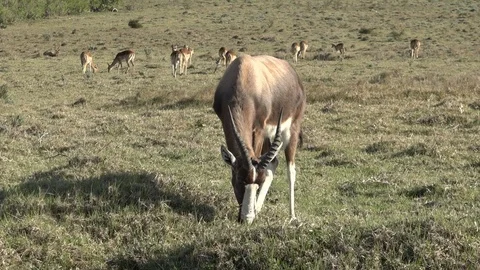 Wild Bontebok grazing Video stock 106359787
