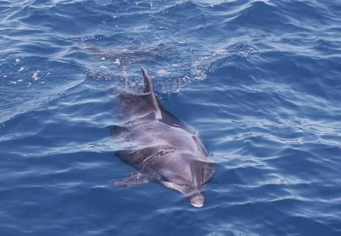 Wild bootlenose dolphin just under the blue sea surface Stock Photos