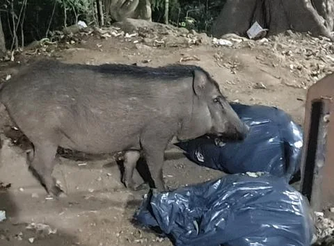 A wild bore eating garbage inside plastic bags i Stock Photos