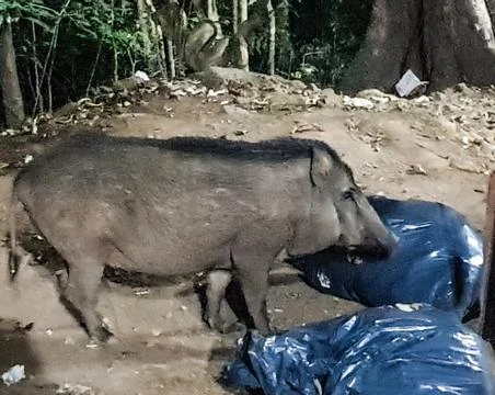 A wild bore eating garbage inside plastic bags i Stock Photos