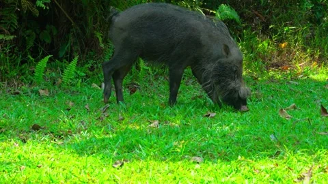 Wild Bornean Bearded Pig Foraging Stock Footage 344555466