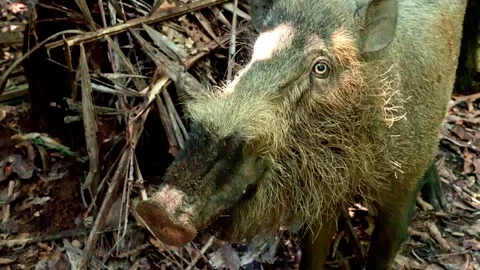 Wild Borneo Bearded Pig Foraging on Forest Floor Stock Footage 344555192