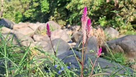 Wild Boroco Celosia Argentea Moving in Soft Breeze Stock Footage 337273485