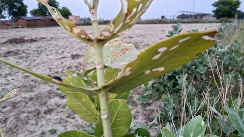 Wild Botanical Stem With Damaged Thick Foliage Video stock 338265628