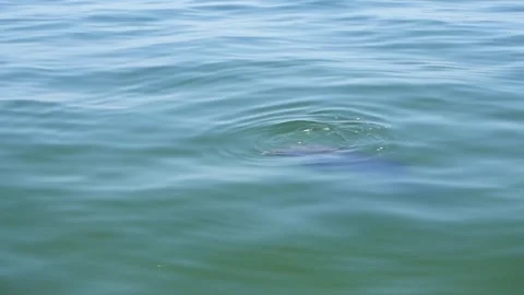 A wild Bottlenose Dolphin surfacing to breathe Stock Footage 287510054