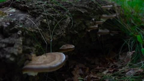 Wild Bracket Fungi Growing on Fallen Log in Forest, 4K Macro Natur Stock Footage 335887340