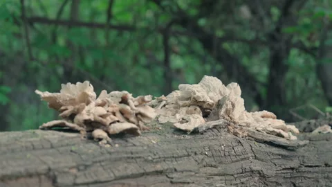 Wild Bracket Fungus Growing on Fallen Log — Slow Motion Parallax Close-Up Stock Footage 336414458