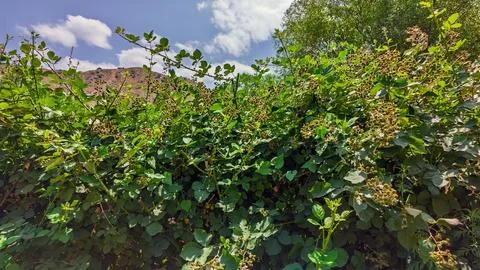 Wild bramble patch with developing fruit against blue sky and distant mountains Stock Photos