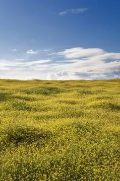 Wild brassica Stock Photos