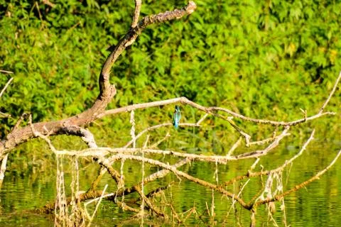 Wild Brenta River Foto stock