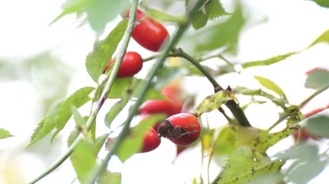 Wild Brier Close Up Stock Footage 48481264