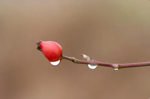Wild brier Stock Photos