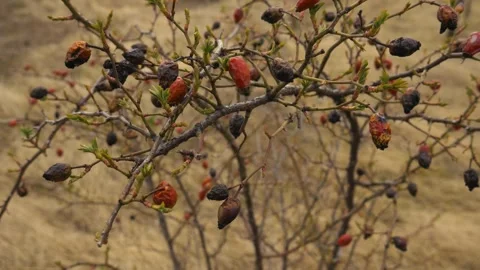 Wild brier in the wind Vidéo 253708489