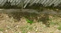 wild bright green lizard eating leaves in patio HD Footage