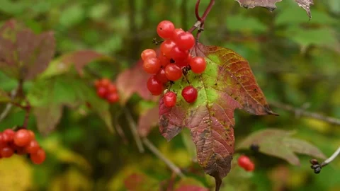 Wild bright red cranberries moving in the wind One cranberry falls out of the Stock Footage 317325232