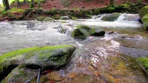 Wild brook in the dark forest Stock Footage 134310445