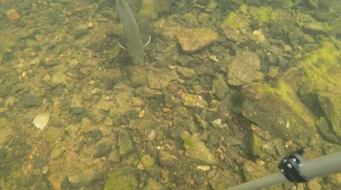 Wild Brook Trout 库存影片 68570213