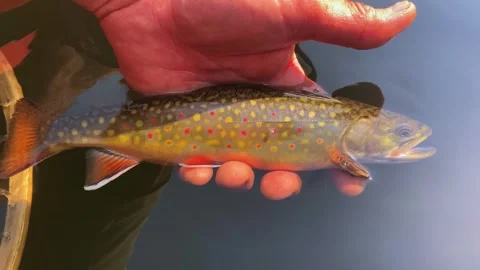 Wild Brook Trout Released in Miner Lake, Montana Stock-Footage 342874015