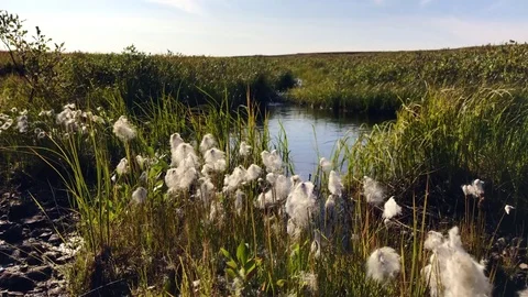 Wild brook view Stock Footage 79613879