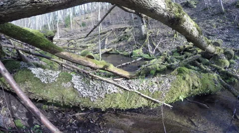 Wild brook water flow and mossy fallen tree trunks. 4K Stock Footage 50961130