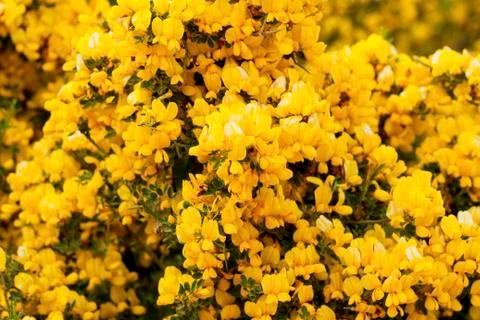 Wild broom Stock Photos