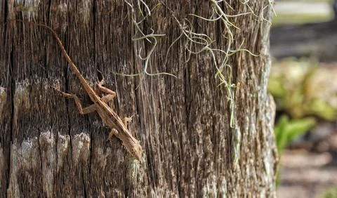 Wild Brown Anole Lizard on Tree in Tampa Florida Stock Photos