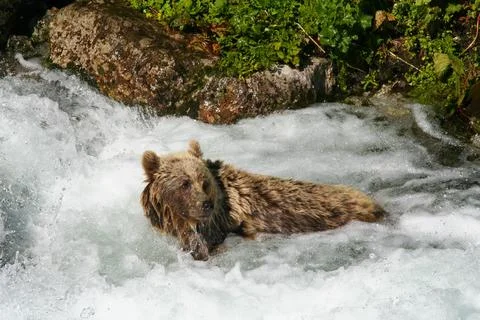 Wild brown bear bathing in a cold fast flowing water below waterfall in summe Stock Photos