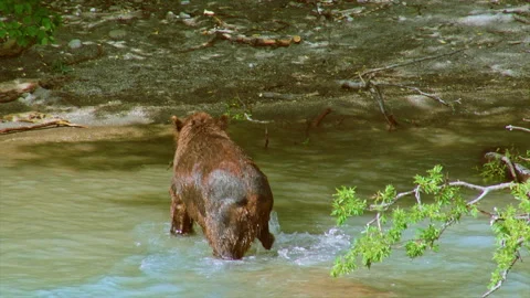 Wild brown bear catching a salmon fish in the river Stock Footage 337028571