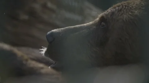 Wild brown bear close-up Stockbeeldmateriaal 94995286