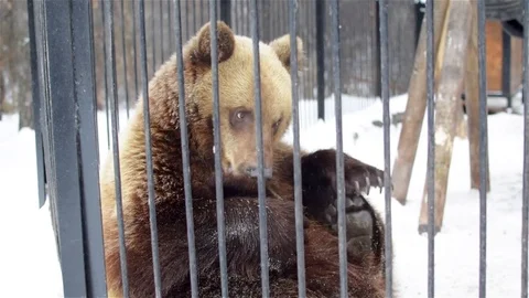 Wild brown bear close-in the zoo. It is sitting and licking its paws. Stock Footage 83267955