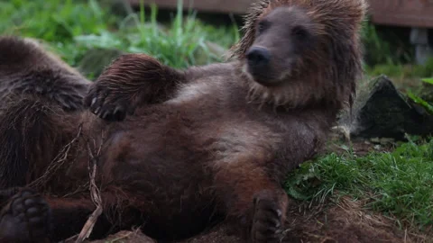 Wild brown bear cub plays in wildlife Vídeo Stock 149894848