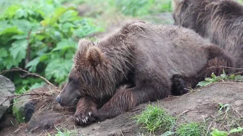 Wild Brown Bear cub relaxes at a coast of a lake Vídeo Stock 149894973