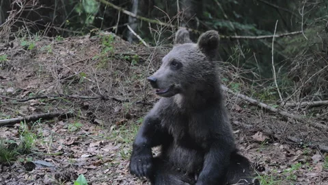 Wild brown bear cubs along the Transfagarasan Road in Romania 스톡 동영상 343881707