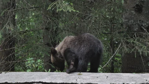 Wild brown bear cubs along the Transfagarasan Road in Romania Video stock 343881832
