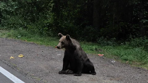 Wild brown bear cubs along the Transfagarasan Road in Romania Video stock 343881893