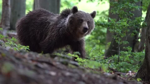 Wild brown bear is eating in deep forest, Slovakia Stock Footage 149775493