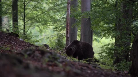 Wild brown bear is eating in deep forest, Slovakia Stock Footage 149775926