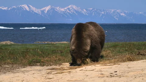Wild brown bear eating grass on green meadow in summer, near mountain lake Video stock 309302843