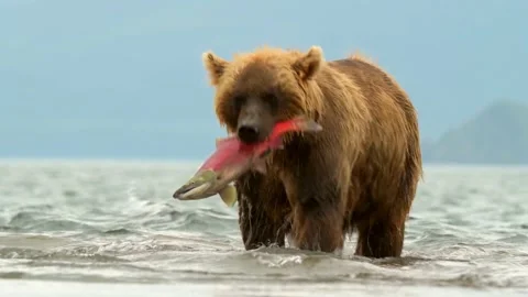Wild brown bear eating red salmon in shallow water Видео 333437694