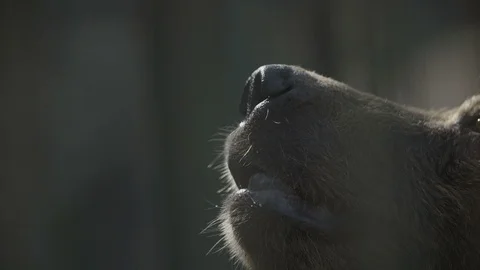 Wild brown bear Vídeo Stock 94995309