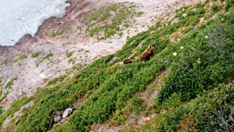 Wild brown bear Video stock 137020999