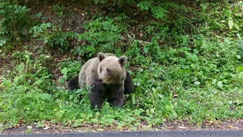 Wild brown bear on a forest country road, Szeklerland, Romania Stock Footage 344522874