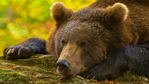 Wild brown bear in the forest Foto stock