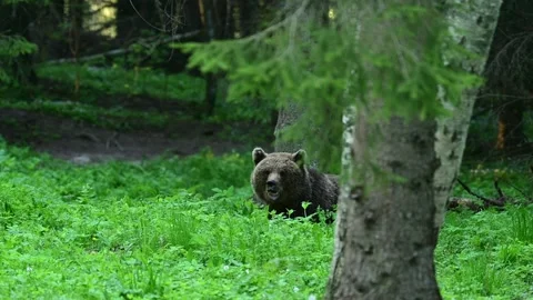 Wild brown bear lays on the forest floor and snacks on something Stock Footage 195621723