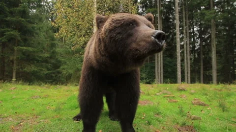 Wild Brown Bear In Nature Stock Footage 288182800