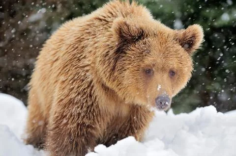 Wild brown bear 写真素材