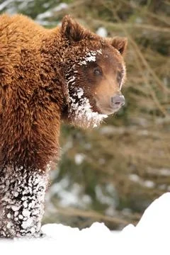 Wild brown bear Stock Photos