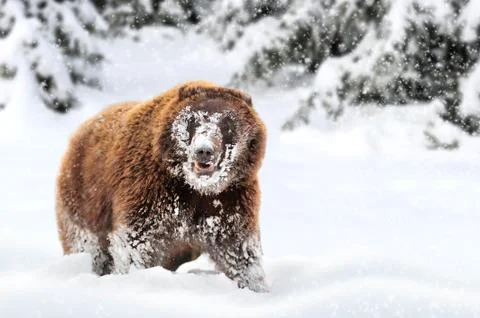 Wild brown bear 스톡 사진