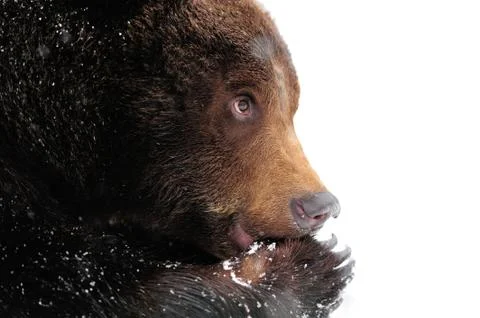Wild brown bear Stock Photos